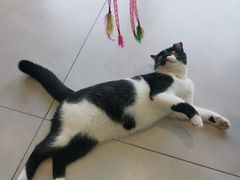 -关爱宠物医院·猫科中心·消化科(滨湖万达分院)