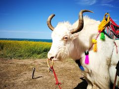 -青海湖国家重点风景名胜区