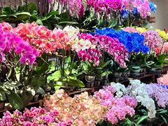 -双季花艺园艺市场(浦东店)