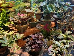 -自由生长植物工作室(深港花卉中心店)