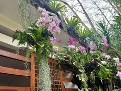 -深圳仙湖植物园