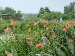 -池杉湖湿地公园