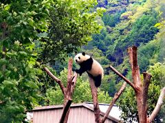 -卧龙中华大熊猫苑神树坪基地