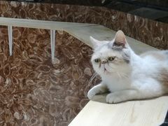 -欧亚汇集(飞跃路店)