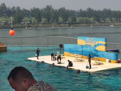 -秦皇岛乐岛海洋王国