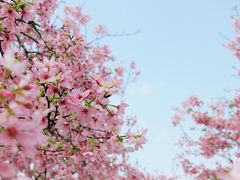 -天适樱花悠乐园