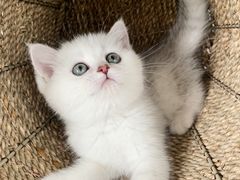 -喵zoo家庭繁育猫舍(尖东智能花园店)