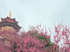 -洋湖国家湿地公园