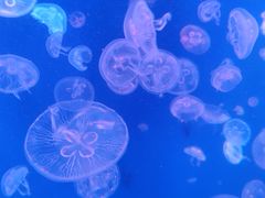 -江和美海洋公园