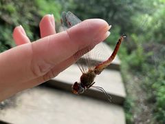 -北京西山国家森林公园