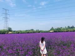 -紫颐香薰山谷景区