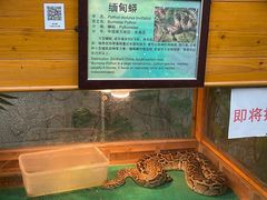 -上海大自然野生昆虫馆(东方明珠·爬宠昆虫探索中心)