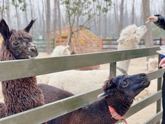 -合肥滨湖国家森林公园