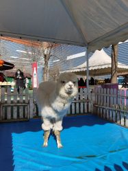 -萌宠亲子动物乐园(槐房万达店)