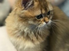 -momokira米努特·德文卷毛猫·棉花面纱犬