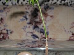 -双季花艺园艺市场(浦东店)