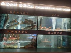 -阿五黄河大鲤鱼(英协路店)