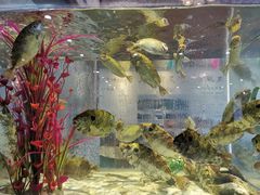 -巽寮印象美食部落餐厅·海鲜·地方特色菜(惠州体验店)