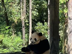 -中国大熊猫保护研究中心雅安碧峰峡基地