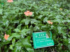 -杭州植物园