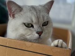 -PETKIT 小佩宠物·低压洗护·美容·寄养(安远店)