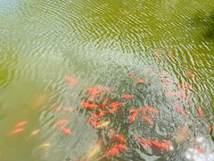 -龚家花园农家乐休闲别墅