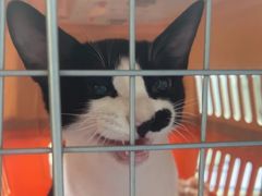 -动物缘宠物医院·骨科·猫科(西二环店)