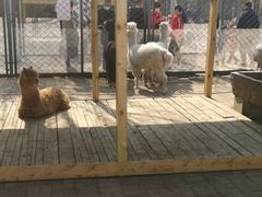 -长白岛森林公园
