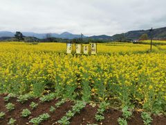 -桑洲油菜花景区