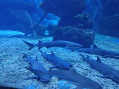 -多彩贵州城极地海洋世界