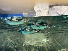 -成都浩海立方海洋公园