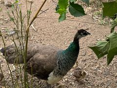 -西霞口神雕山野生动物世界