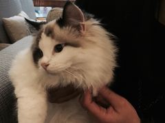-吉丁鸟咖·异宠·寄养