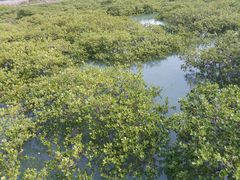 -北海金海湾红树林生态旅游区