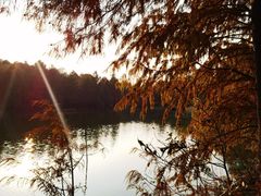 -上海海湾国家森林公园