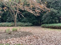 -上海共青森林公园