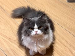 -米乐乖乖猫咪咖啡馆·猫咖(深圳湾后海汇店)