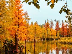 -白鹭湾湿地公园