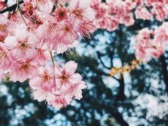 -南山植物园