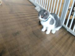 -东方名猫馆·英短金渐层布偶猫舍(环线广场1号楼店)