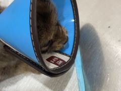 -米苏动物医院·犬猫专科·骨科外科内窥镜