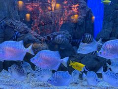 -海合安成都极地海洋公园