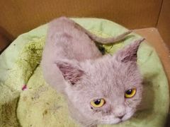 -三花喵·撸猫购宠·宠物生活馆(虹桥南丰城店)