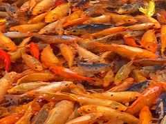 -楠溪江风景名胜区