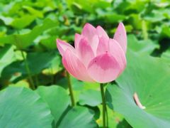 -上海滨江森林公园