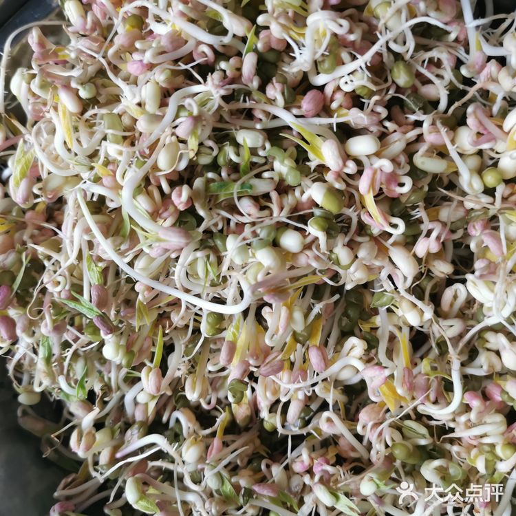 来个豆芽吧