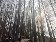 -东湖落雁景区