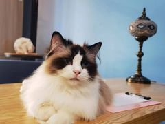 -猫咪咖啡·猫咖(万达广场店)