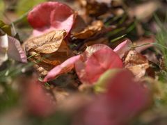 -白塘生态植物园
