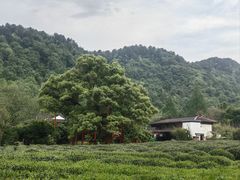 -中国茶叶博物馆(双峰馆区)